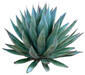 agave