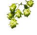 hops