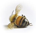 dead bee- fade