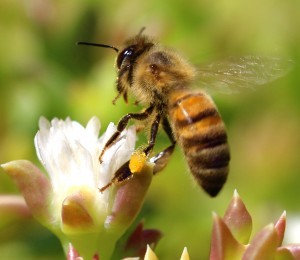 Gary-Tate-Riverside-CA-Honey-Bee-taking-flight-Riverside-Ca-300x260