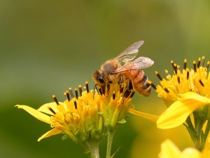 Susan Quals Algood TN Honeybee on Yellow Crownbeard2