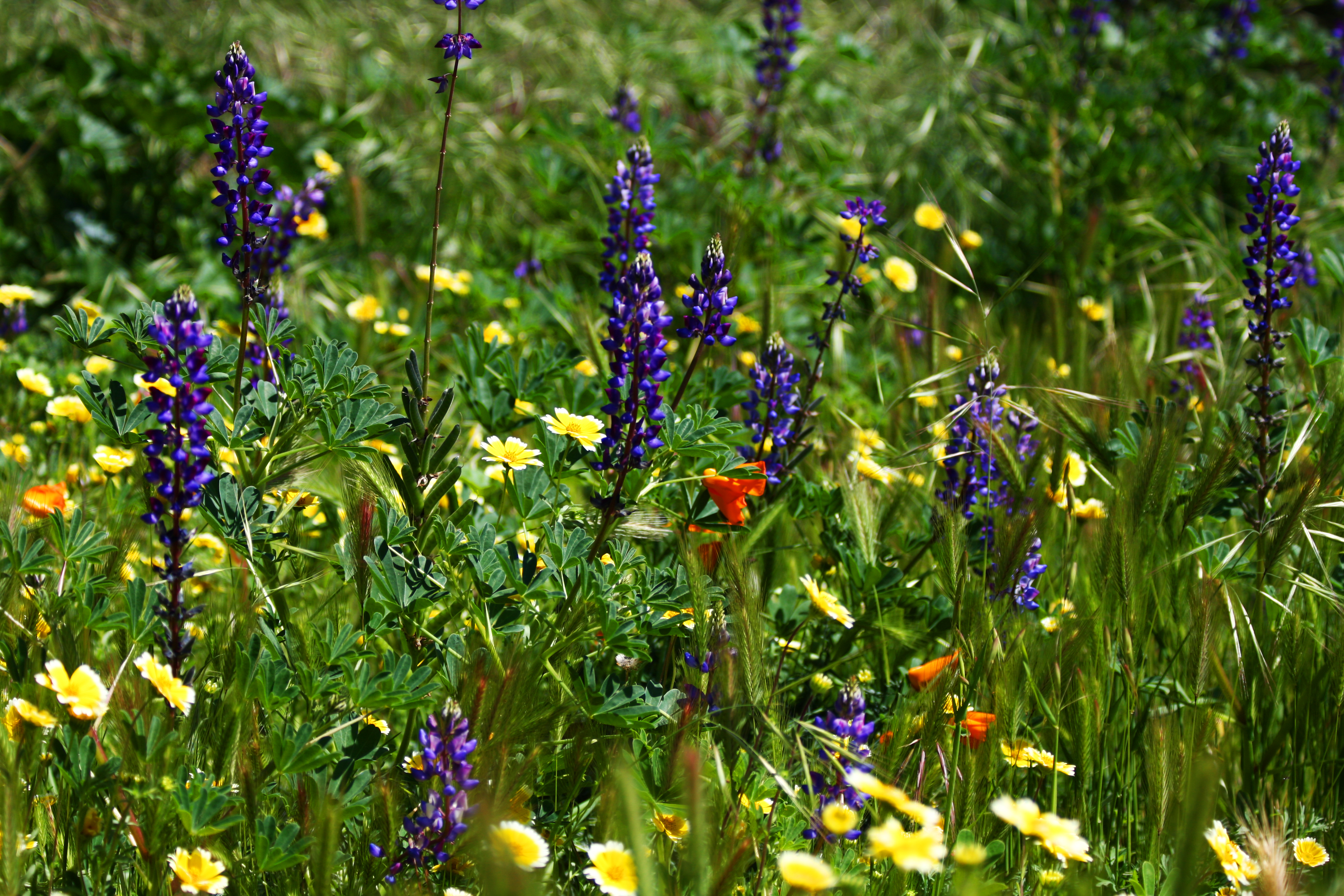 How to plant a wildflower meadow – YourGreen