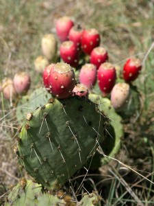 Prickly_Pear_Closeup