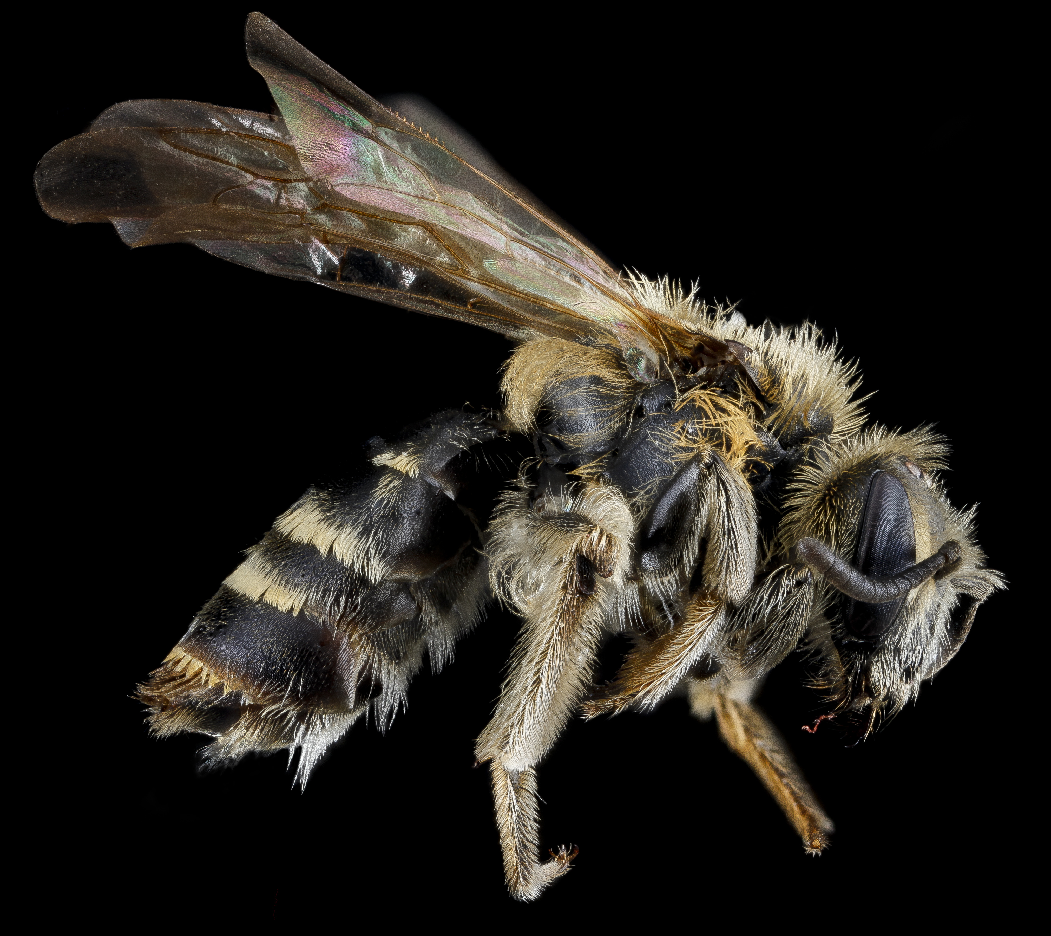 Andrena_nasonii,_F,_side,_New_York,_Kings_County_2013-02-07-14.17.02_ZS_PMax_(8488019346)