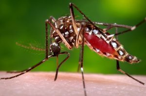 16735-close-up-of-a-mosquito-feeding-on-blood-pv