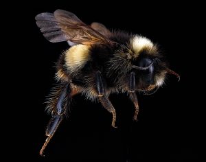 Bumble Bees May Be Eligible for Listing under California ESA