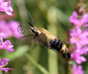 Queen of the Night Cactus Flower & Her Hawk Moth