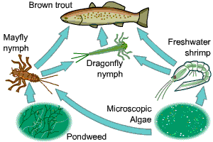 What is a keystone species? + Example