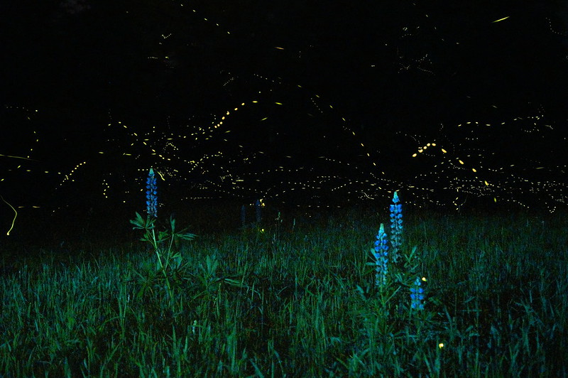 Beyond Fireflies: Bioluminescent Organisms - The National Wildlife