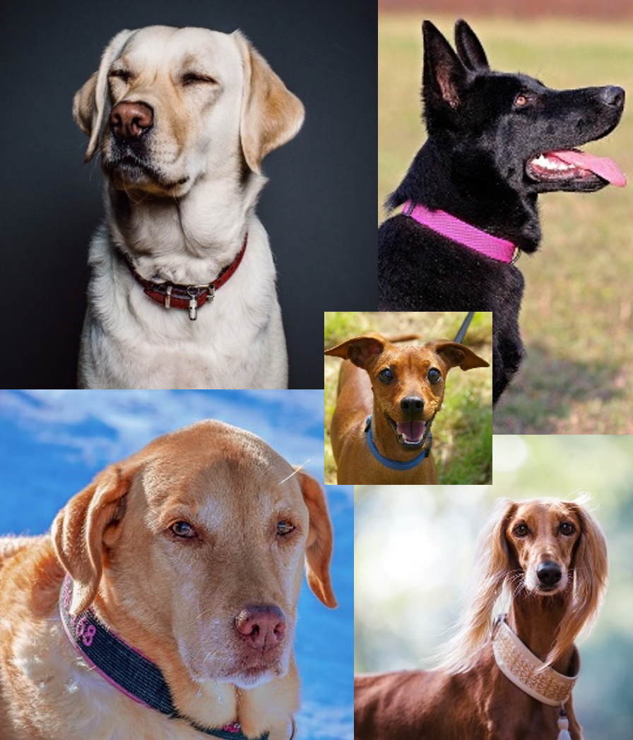 trugreen dog cancer
