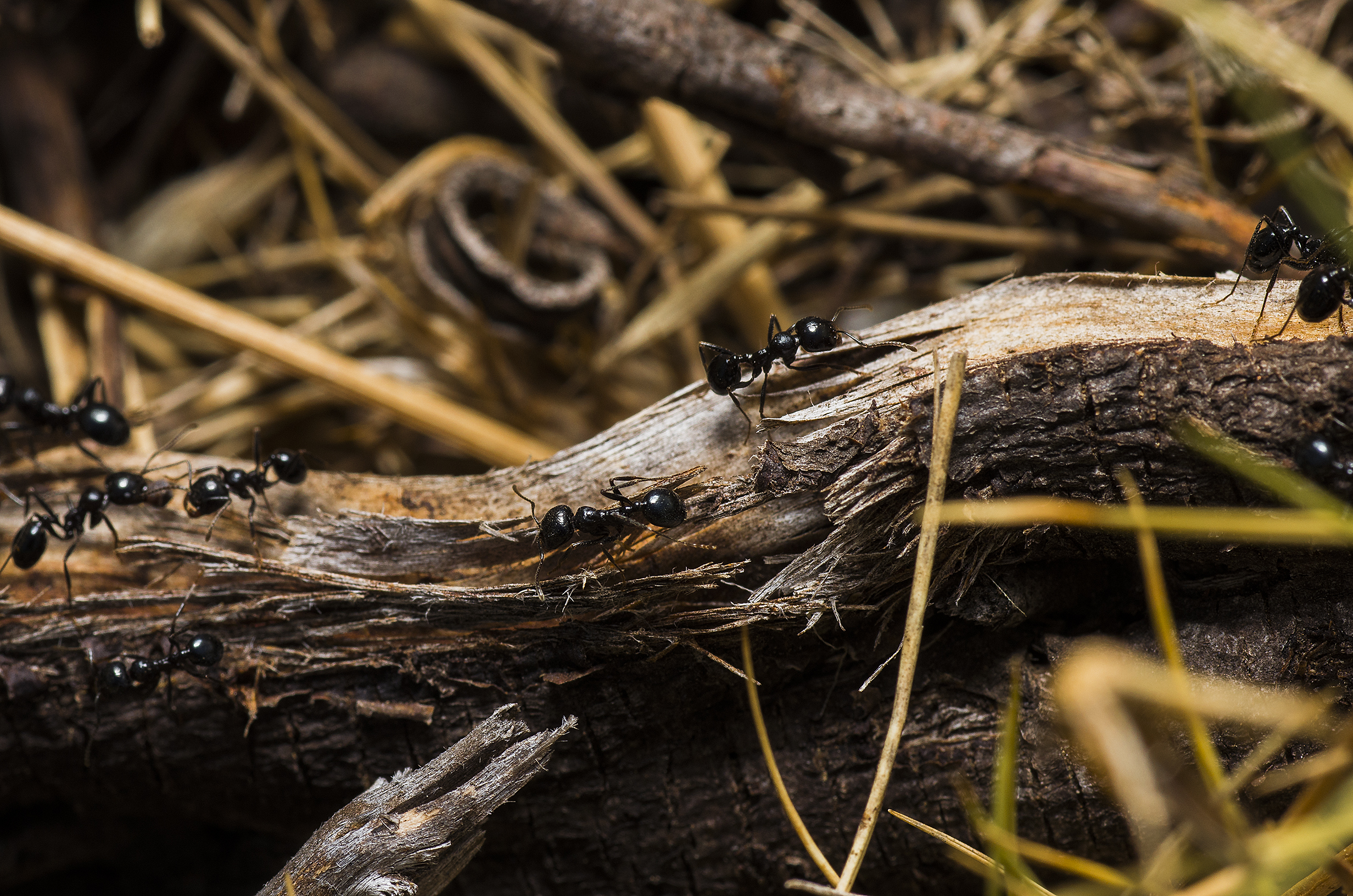 Health and Behavioral Development of Beneficial Black Garden Ants Stunted  by Low Levels of Pesticide Exposure in Soils - Beyond Pesticides Daily News  Blog