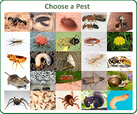 pest control information