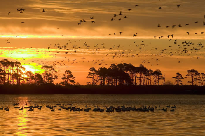 Impacts Of Pesticides On Wildlife Beyond Pesticides