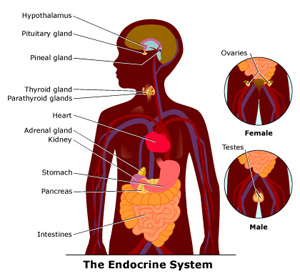 endocrine system