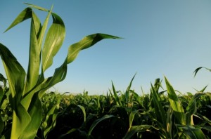 Cornfield