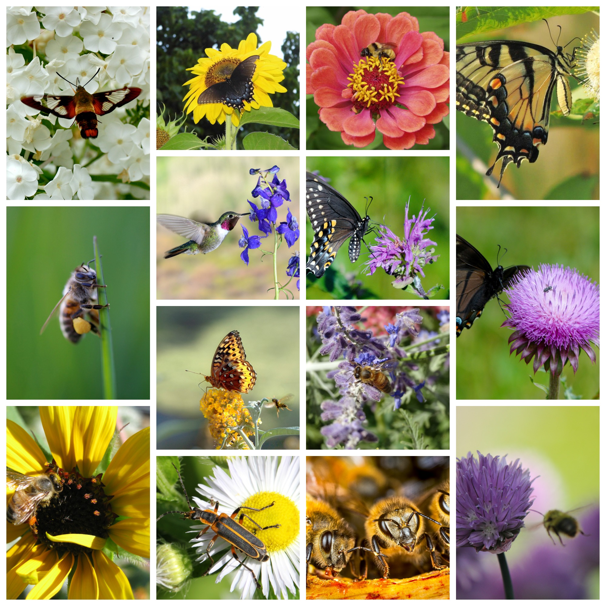 PollinatorRunnersUp - Beyond Pesticides Daily News Blog