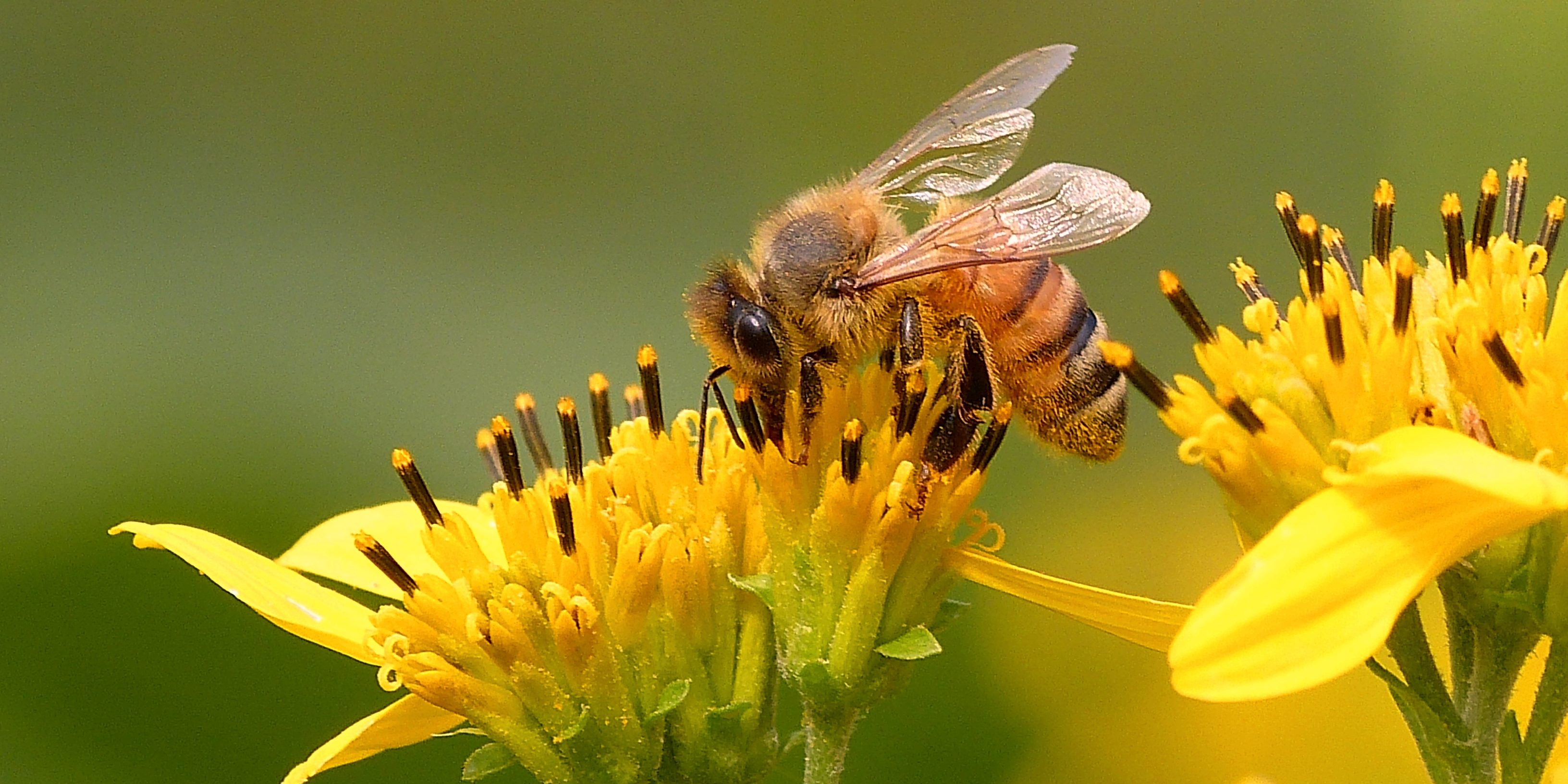 Chemical-Pushed Agriculture Damages Microbial Well being of Bee Colonies