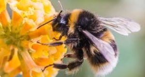 New Study Shows Roundup Kills Bees