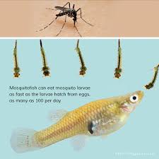 Study Finds Fathead Minnows Decrease Density of Larval Mosquitoes