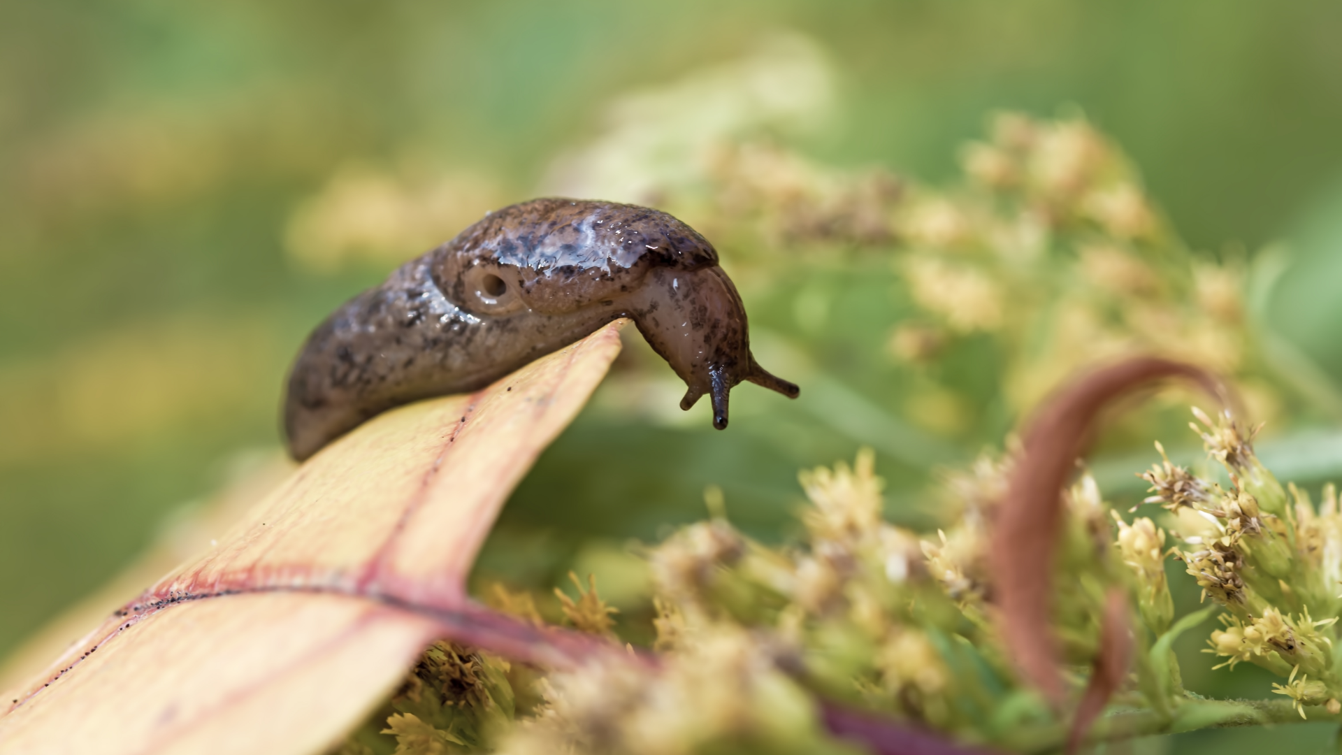 Biologic behavior of hookworms on a close-up gastrointestinal