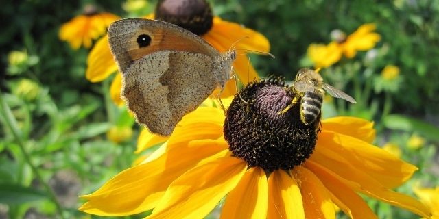 Pesticides, Bees and Plant-Pollinator Interactions, Thursday, Dec. 14, 2023, 11 a.m. - 12 p.m. PST - News & Events - UI Extension in Boundary County