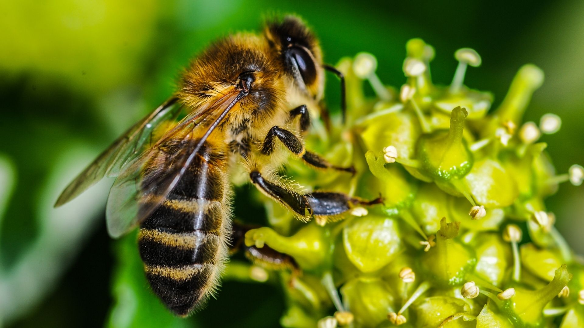 Review Provides New Insight Into How Pesticide Exposure Disrupts Bee