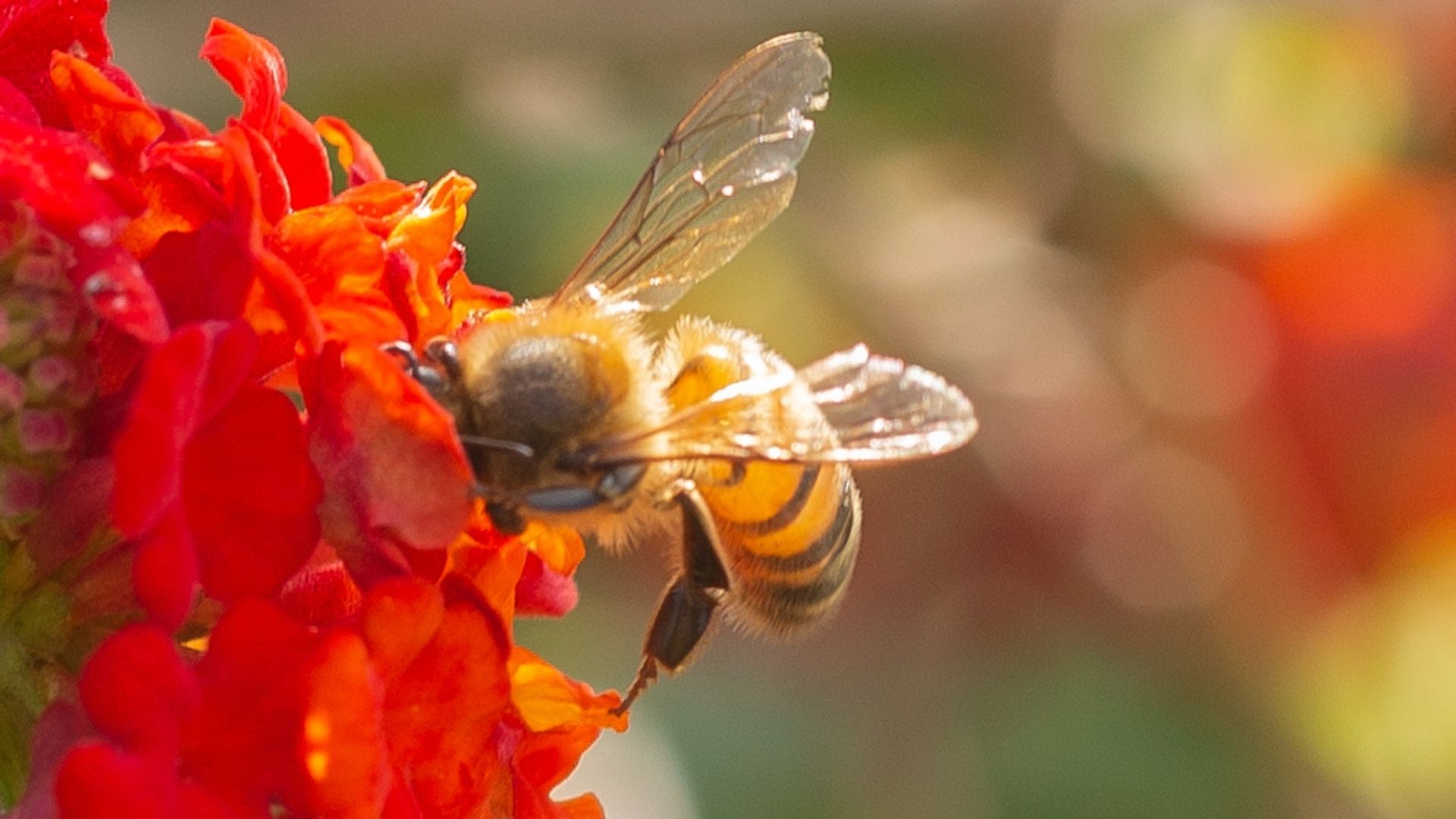 An Urban Rooftop Garden for Pollinators - FineGardening