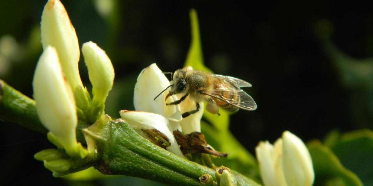 Los servicios ecosistémicos proporcionados por las aves y las abejas aumentan los rendimientos y rendimientos.