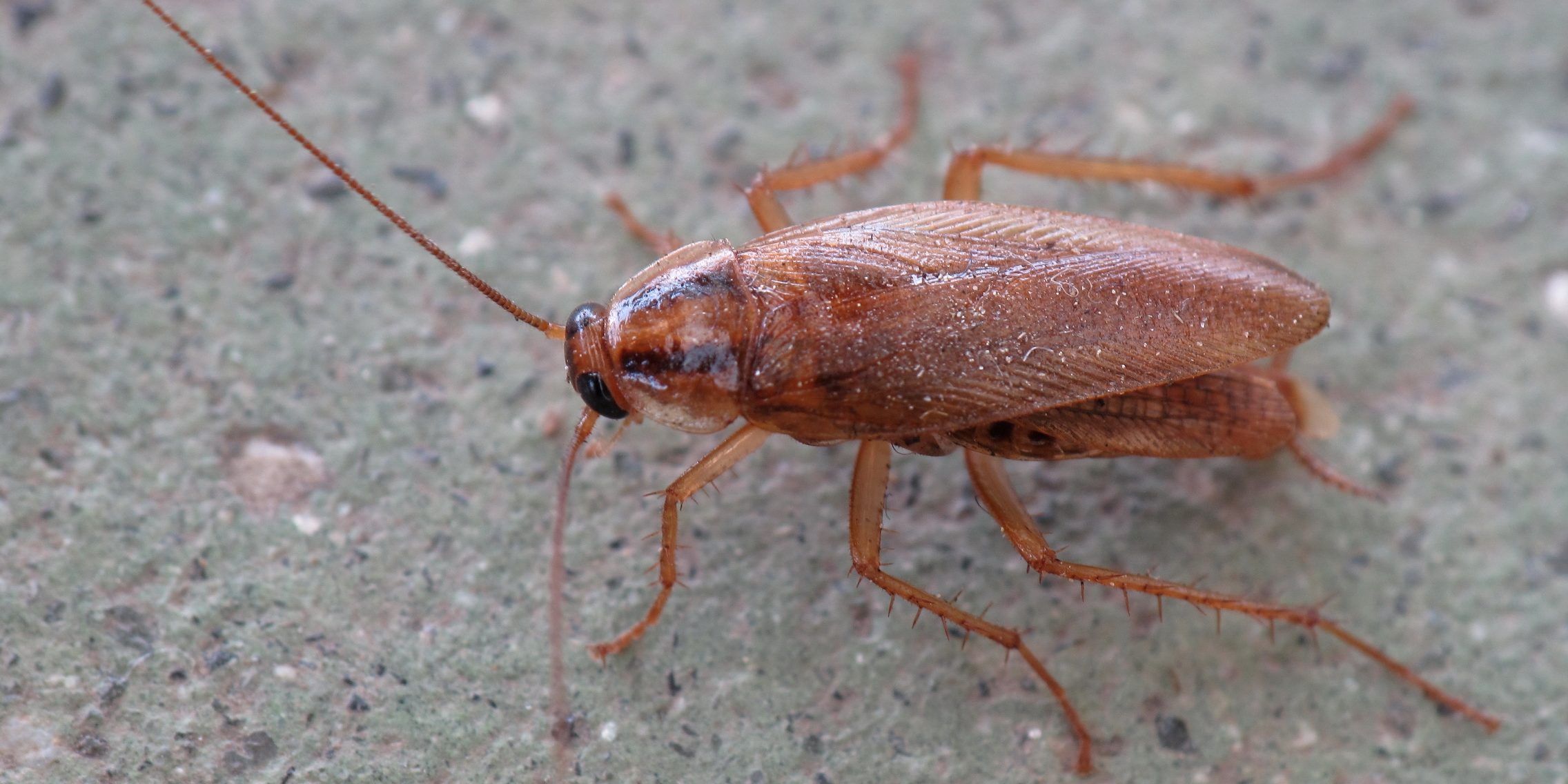 Cockroaches Show Increasing Resistance to Sugar-Laden Baits