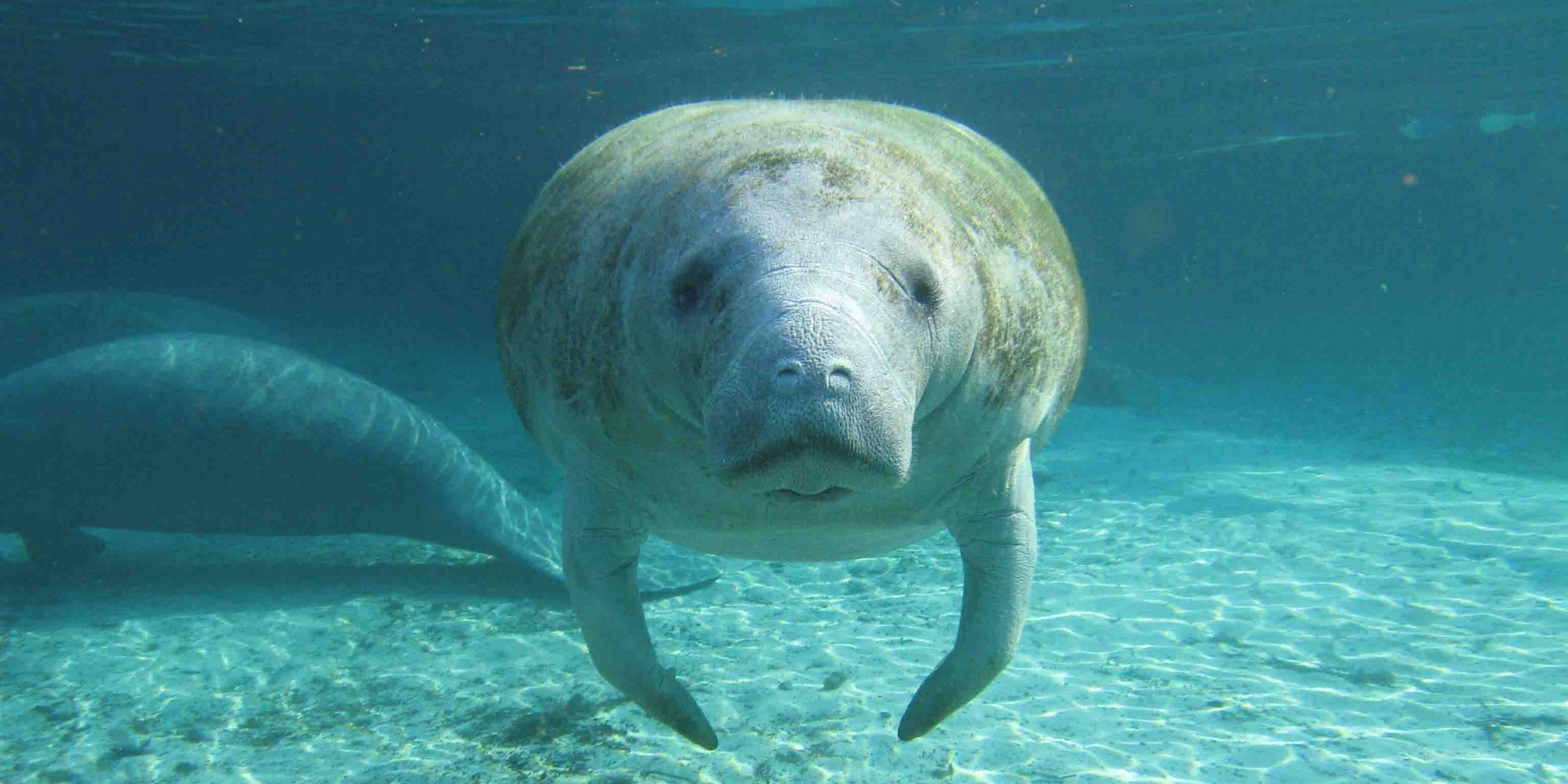 Petition Urges U.S. Fish and Wildlife to List Manatees as Endangered After  Massive Declines - Beyond Pesticides Daily News Blog