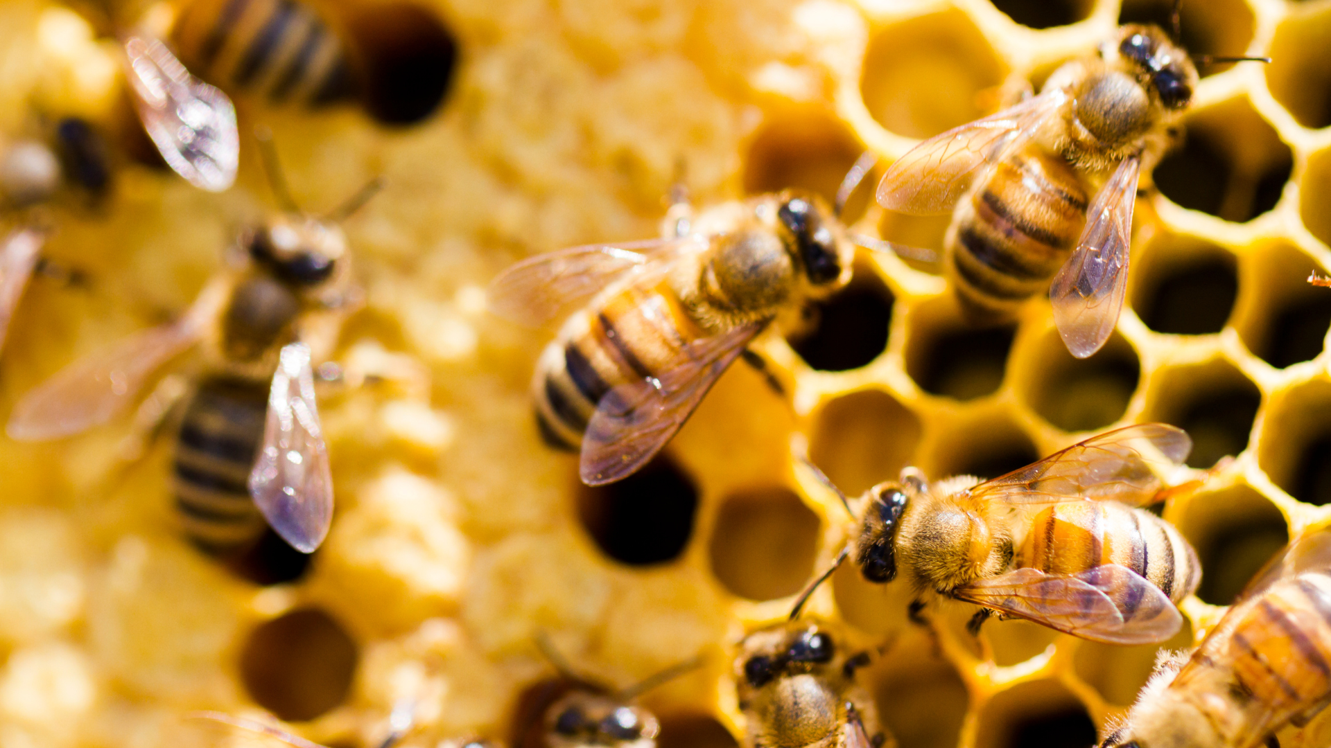 Veterans protect national food security by becoming beekeepers