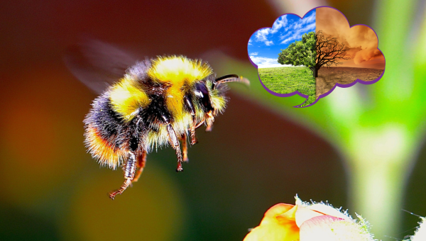 Pesticides and the Climate Crisis: Bumble Bee Behavior Thwarted by  Temperature and Chemical Exposure - Beyond Pesticides Daily News Blog