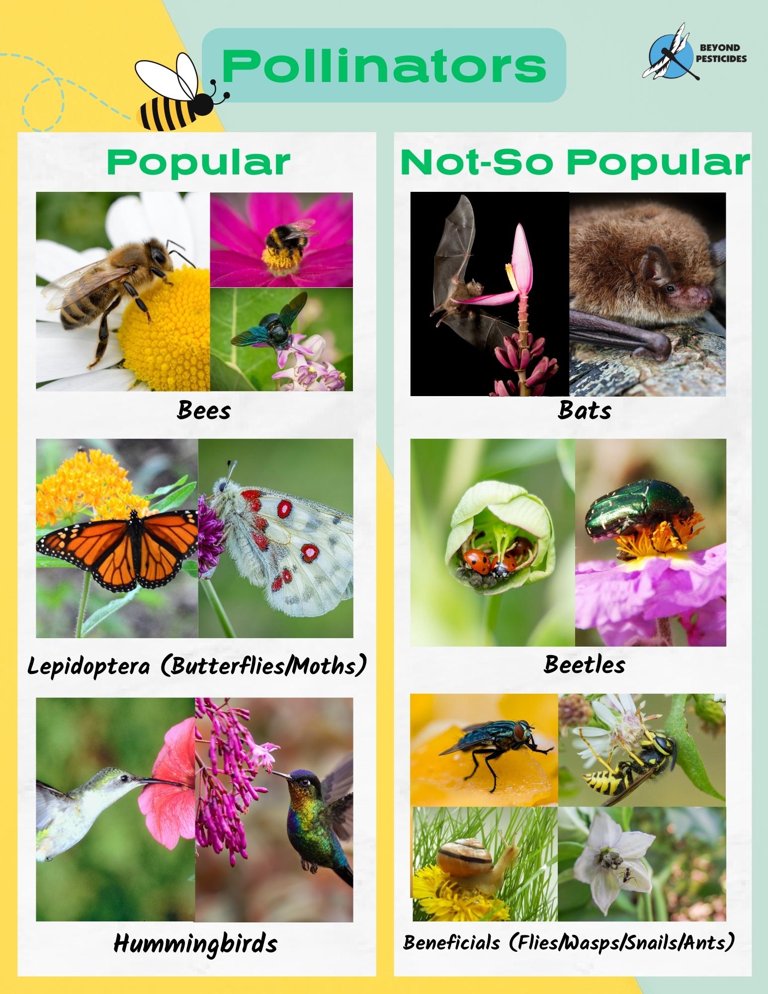 Honey Bee Pollination Chart