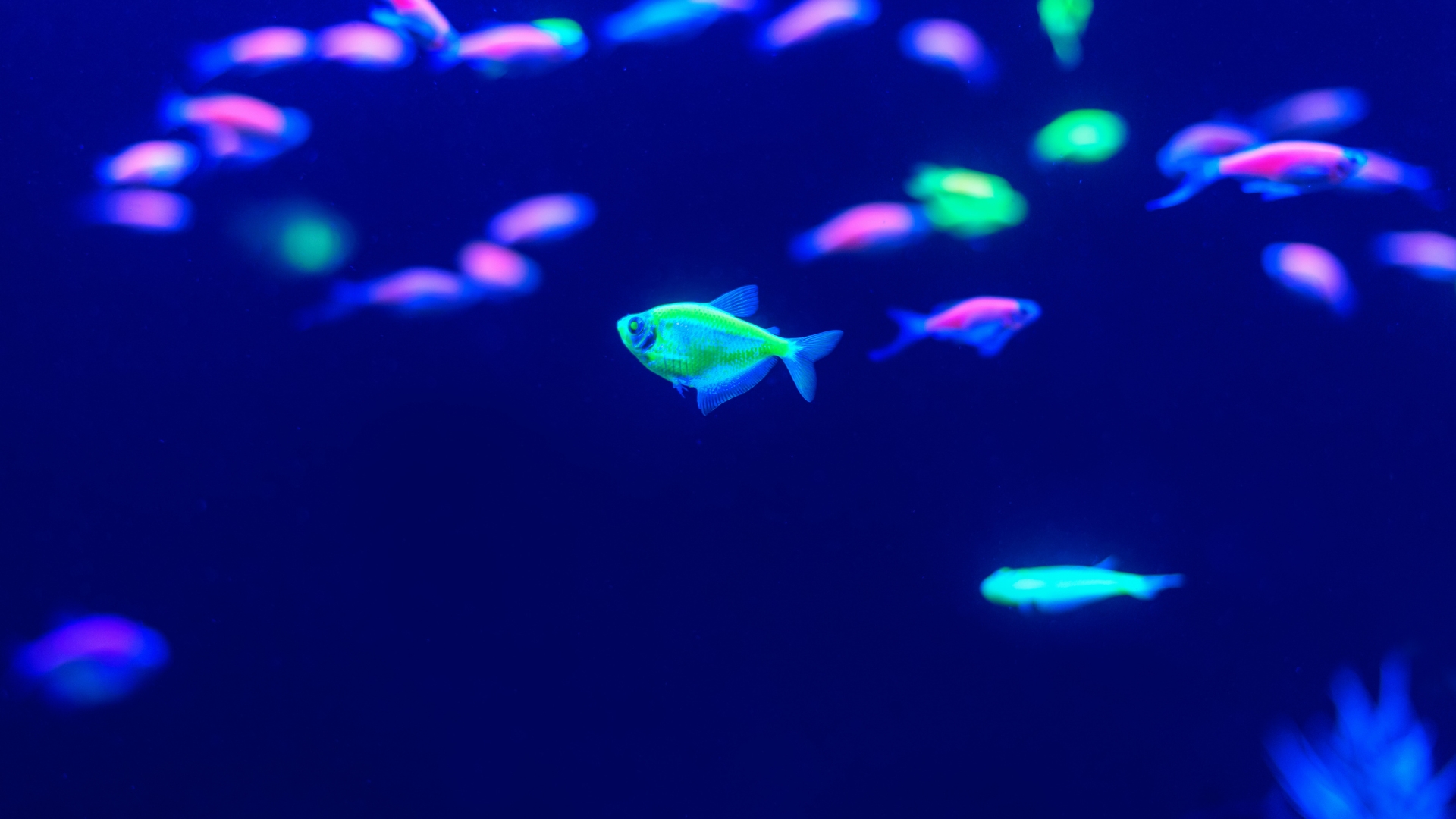 glofish coloring pages