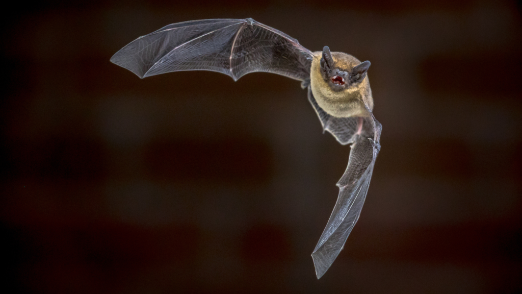 Bats in Organic Agriculture: Precision Foraging as Pest Management - Beyond Pesticides Daily News Blog