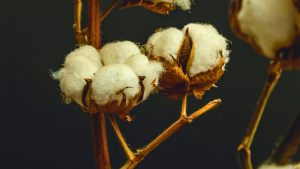 A study published in European Journal of Agronomy, based on a 16-year, long-term experiment (LTE), finds that organic crops (cotton production with wheat and soybean rotations) in tropical climates are competitive with chemical-intensive (conventional) systems when evaluating  systems resilience (to weather and insect resistance), input costs, and profitability.