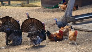 Researchers detected PFAS, heavy metals, pesticide metabolites, and pharmaceuticals in noncommercial backyard eggs laid in Greece.
