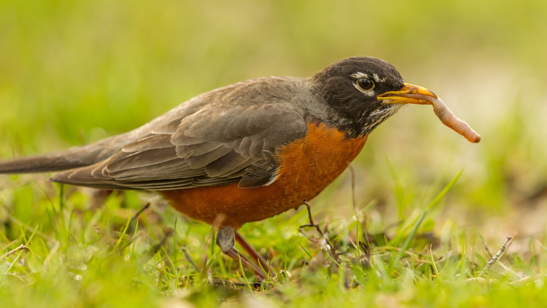 North American Birds’ Decline Associated with Agriculture - Beyond Pesticides Daily News Blog