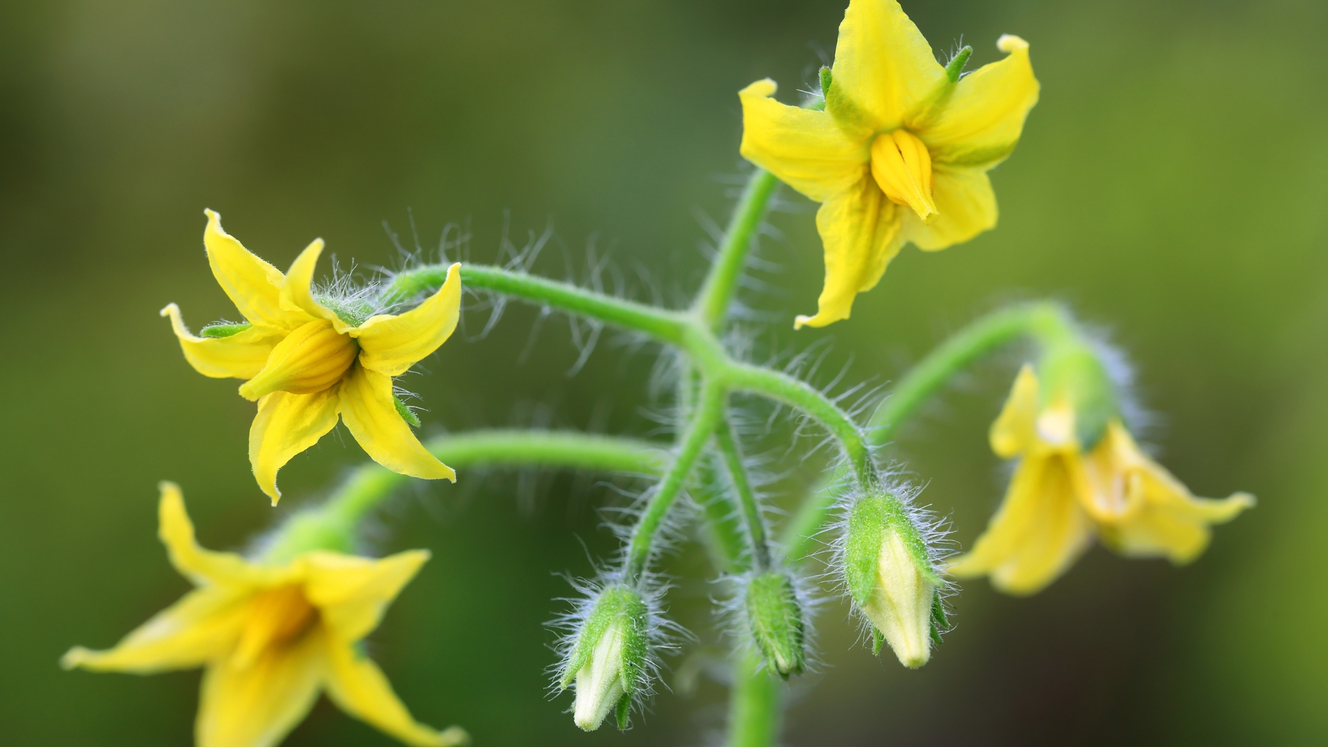 Pollinating Wild Bees Needed for Agricultural Productivity as Exemplified in Tomato Cultivation, Study Shows - Beyond Pesticides Daily News Blog
