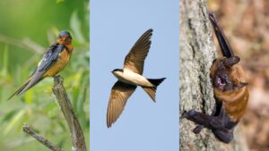 Pesticide contamination has cascading effects from trophic transfer, moving from aquatic insects to terrestrial birds and bats.