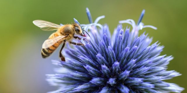 What Is the Life Span of a Honey Bee?