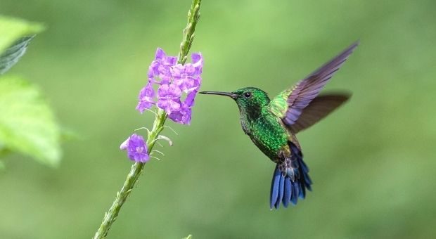 bee hummingbird flying