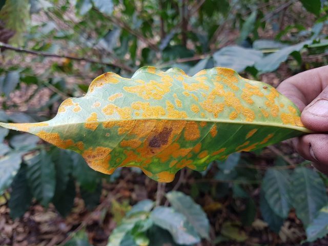 Coffee Leaf Rust Hits Hawai'i, Emergency Fungicide Approved, Hyperparasite  Biocontrol Possible - Beyond Pesticides Daily News Blog