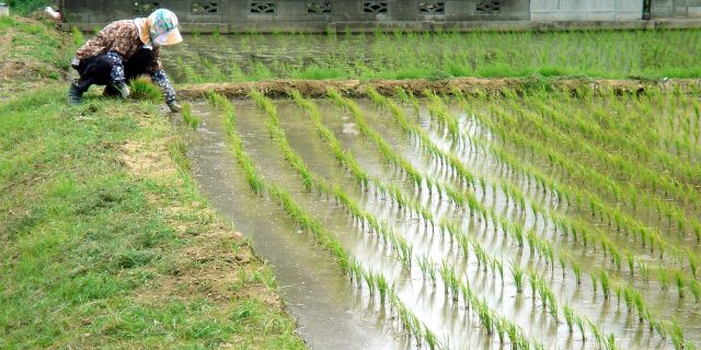 rice paddy field