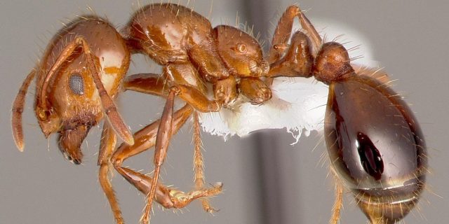 Fire ant deals control