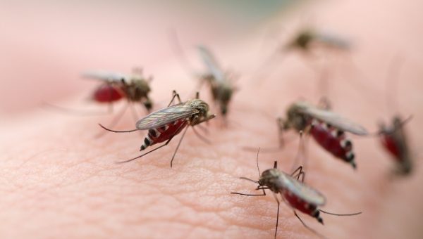 mosquitoes on human skin