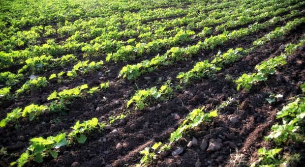 Rows of crops on an organic farm