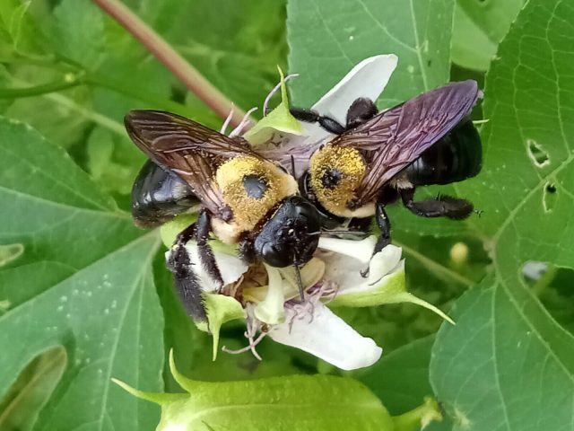 Passiflora-Incarnata-gets-bees-drunk