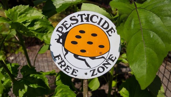 Pesticide-free sign with a ladybug