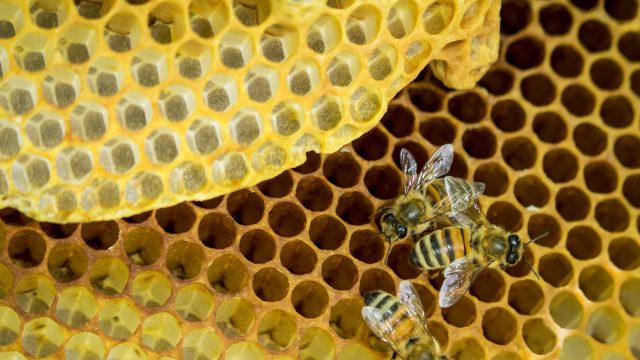 wild bees on a honeycomb